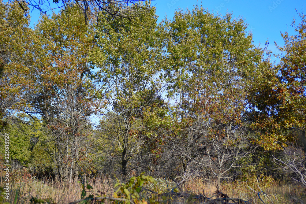 autumn trees and blue sky 