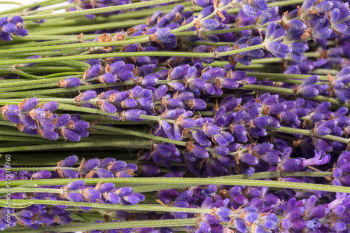 Fototapeta Naklejka Na Ścianę i Meble -  Bouguet of violet lavendula flowers isolated on white background, close up