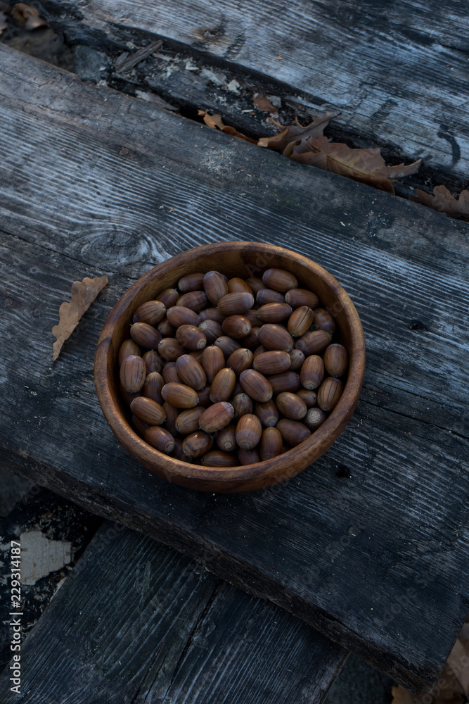 acorn on old tree texture