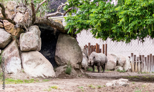 The black rhinoceros or hook-lipped rhinoceros (Diceros bicornis) standing near stone cave and looking to camera. This species is native to Africa and is classified as critically endangered.