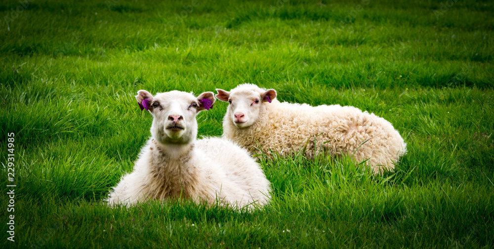 Fototapeta premium Sheep in Icelandic landscape