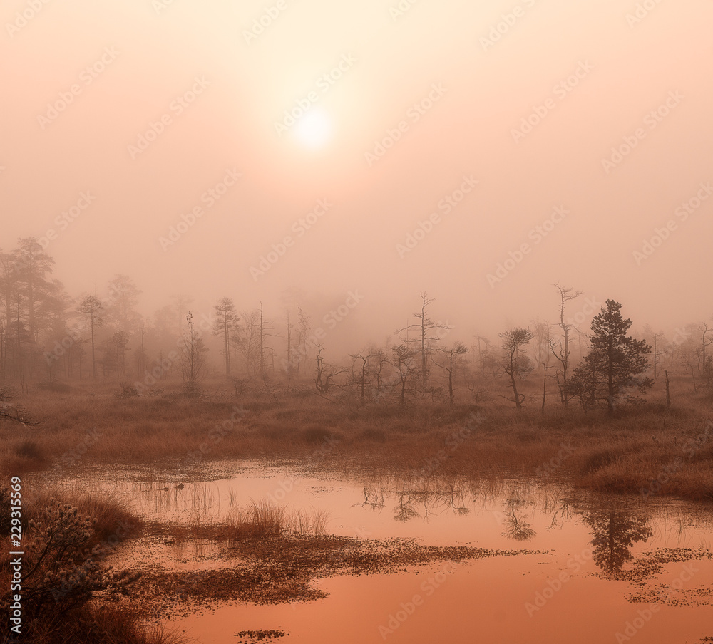 Obraz premium misty swamp