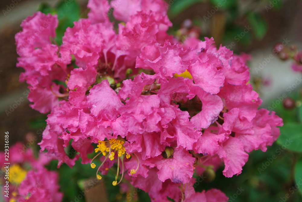 Fototapeta premium Close up vibrant pink Crepe myrtles flower.