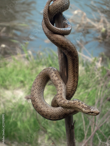 Snake on a stick