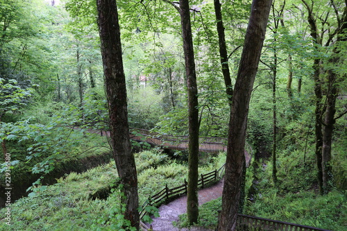 Bosque Asturiano