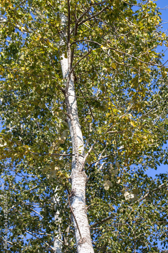 Fototapeta premium Silver birch trees in a row angle