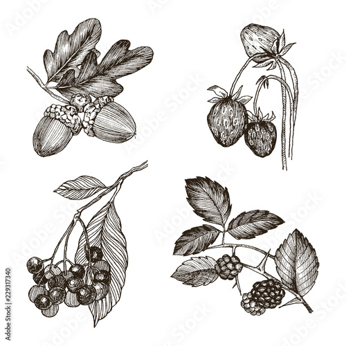 Collection of highly detailed hand drawn acorn, strawberries, oak leaves and blackberry isolated on white background. Vector design