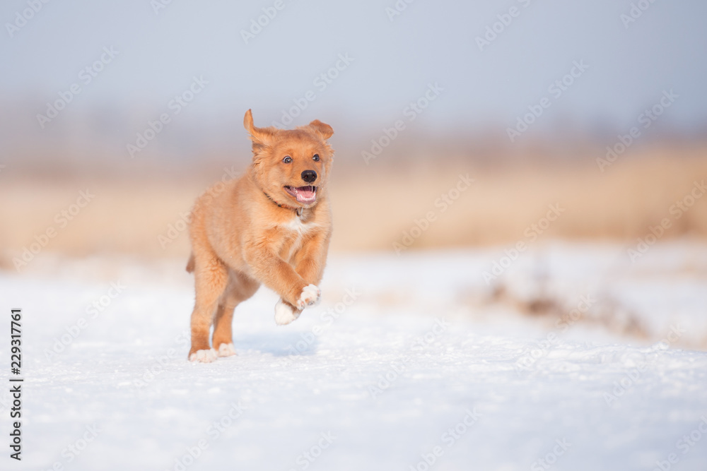 happy duck tolling retriever puppy running outdoors in winter