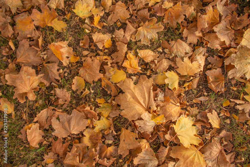 Background from yellow and orange autumn leaves. October. Background from yellow and orange autumn leaves. October.