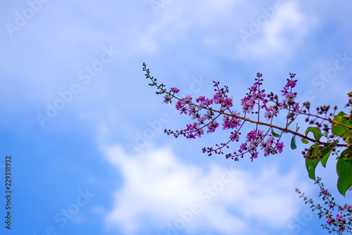 Purple flowers on blue sky background, a floral daylight. © mnonchan