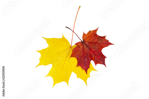 Two colorful autumn maple leaves. Isolate on the white background.