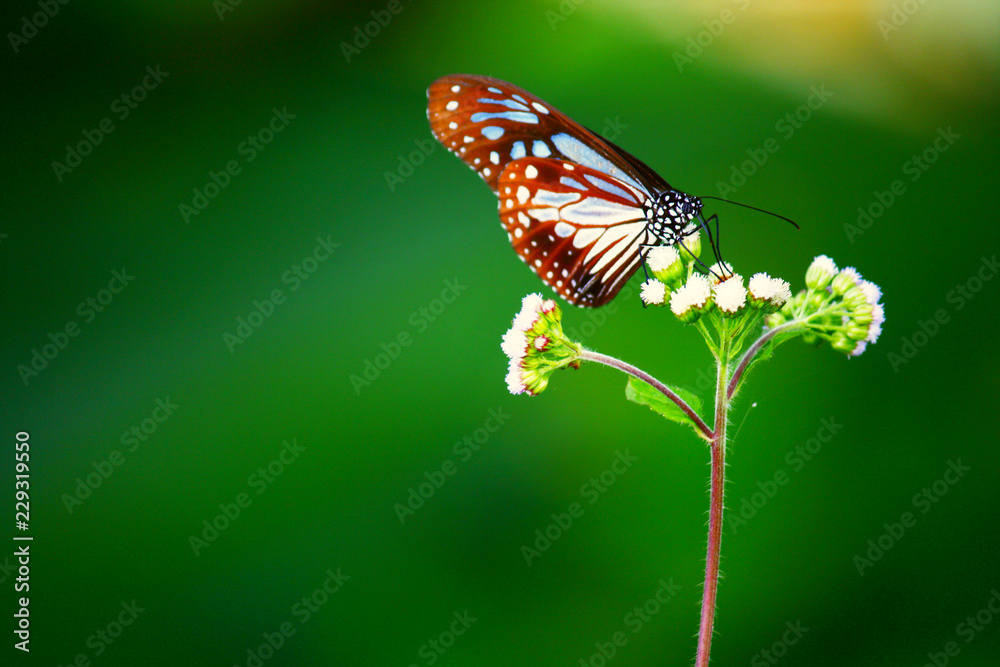 Blossom flowers with butterfly in Natural light and Spring flowers. Blossom flowers with butterfly in Natural light and Spring flowers.