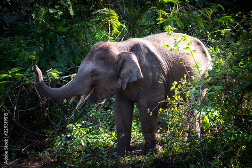 Canvas Print Asian young elephant in forest, Thai mammal strong in jungle and nature