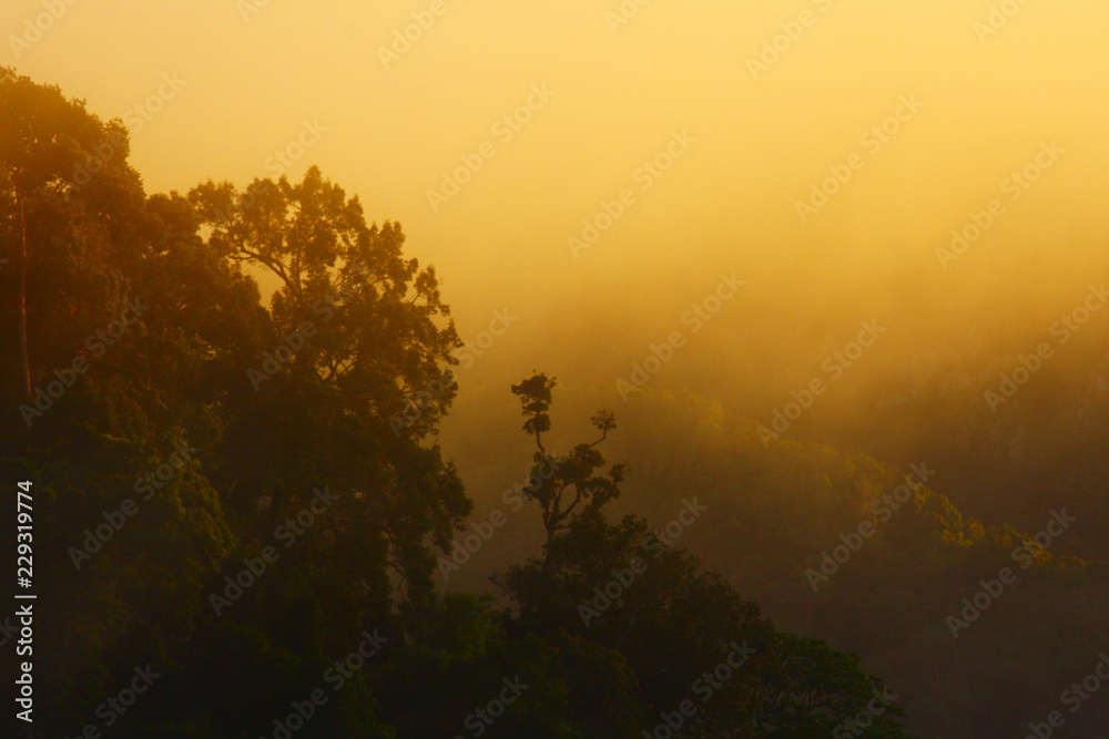 Golden light in Forested and mountain with sunrise in morning mist.Fog cover the jungle hill in Thailand Golden light in Forested and mountain with sunrise in morning mist.Fog cover the jungle hill in Thailand