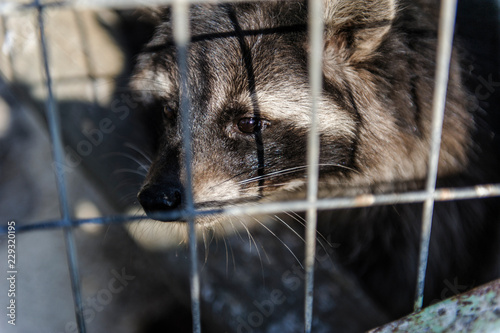 sad raccoon sits in a cage in captivity photo