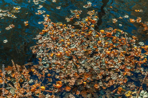 leaves, autumn