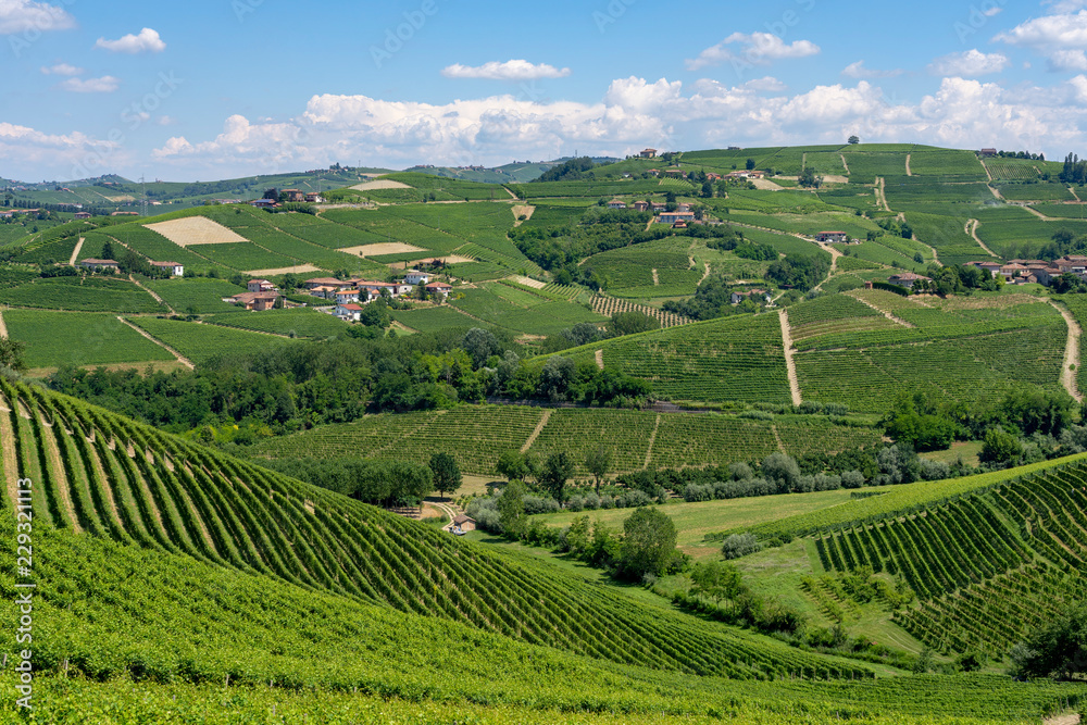 Vineyards near Barbaresco, Cuneo, in Langhe