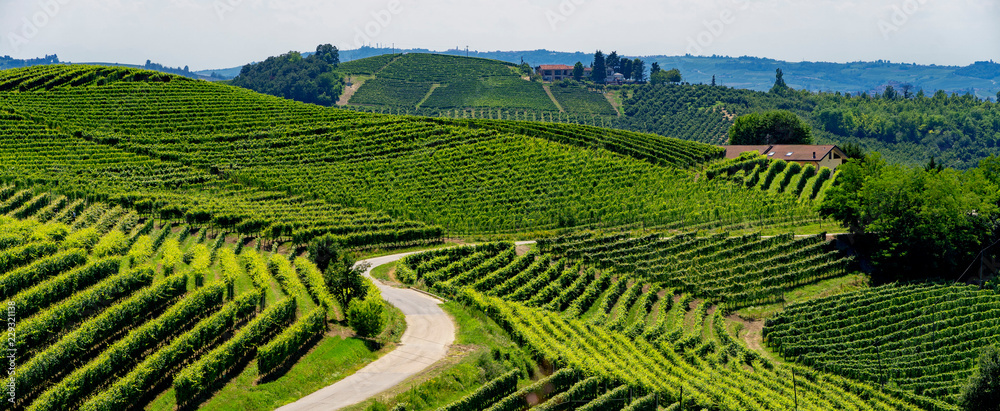 Vineyards near Barbaresco, Cuneo, in Langhe