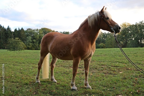 beautiful haflinger is standing on a field in the sun