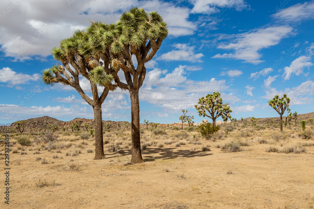 Joshua trees growing in Joshua Tree National Park in California Joshua trees growing in Joshua Tree National Park in California