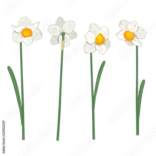 Narcisus. Set collection. Hand drawn botanical illustration on white background.