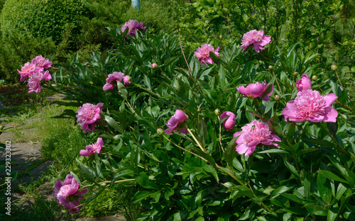 Fototapeta Naklejka Na Ścianę i Meble -  Group of bright pink peony flowers is on green background.