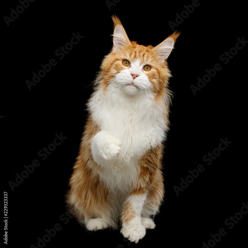 Fototapeta Naklejka Na Ścianę i Meble -  Huge Red Maine Coon Cat with white breast Raising paw and Looking in Camera Isolated on Black Background