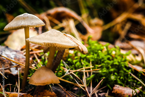 Close up view of mushrooms in the autumn forest.