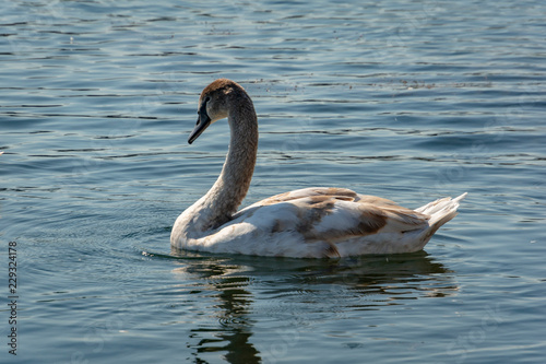 Young swan Cygnus olor. Rare endangered swans on the lake iin Goryachiy Klyuch. Krasnodar region. photo