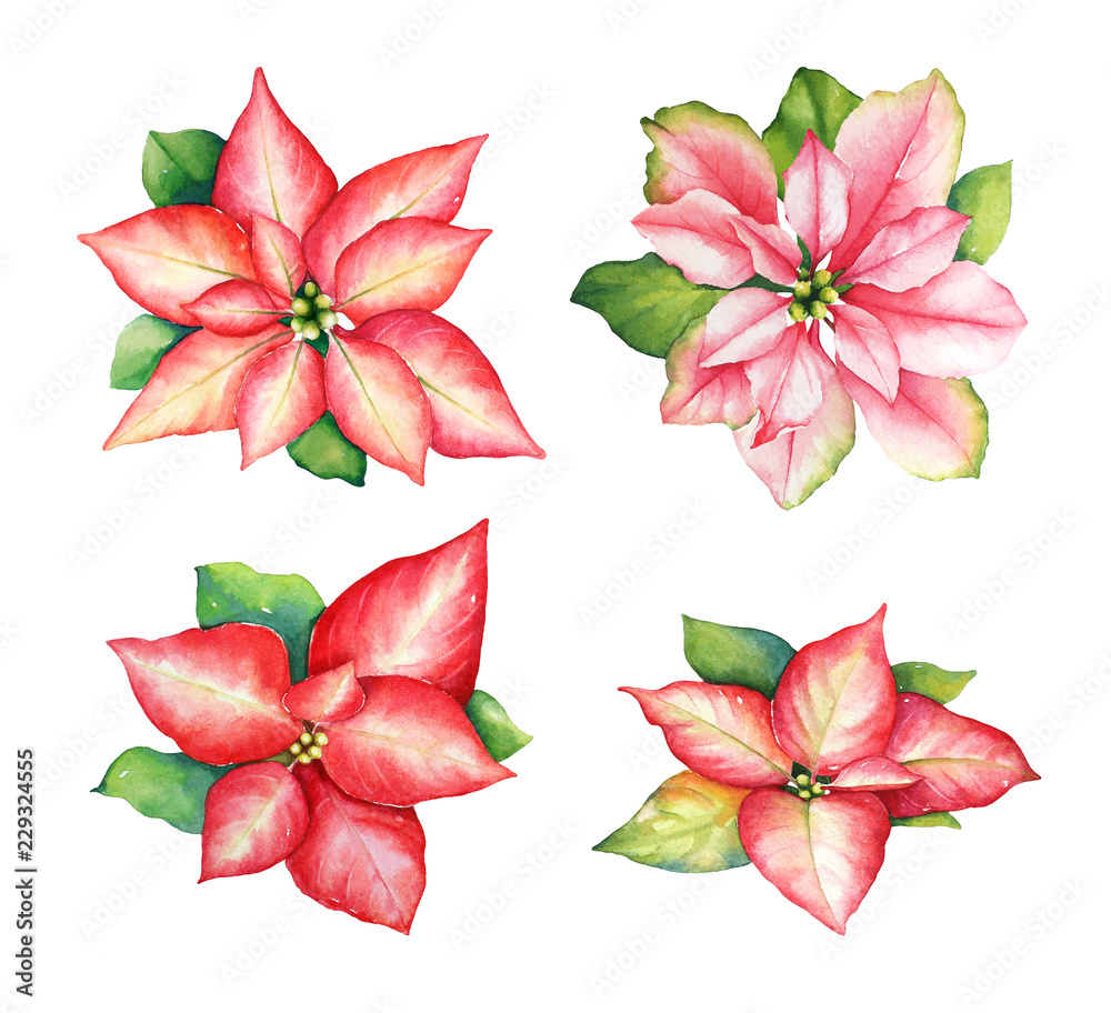 Watercolor illustration of red and pink poinsettia flowers
