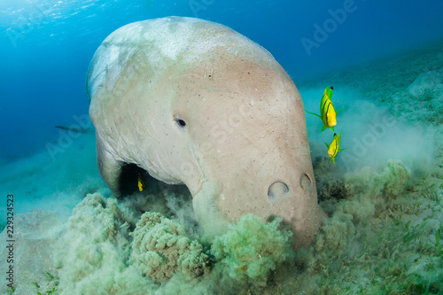 Dugong surrounded by yellow pilot fish