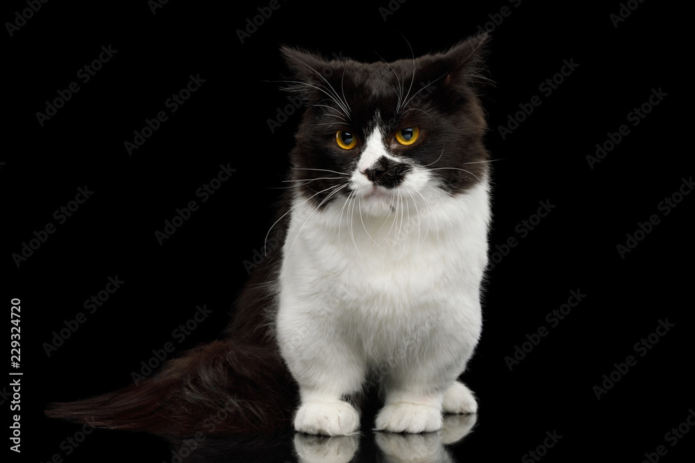 Short Munchkin Cat white legs, standing with angry face on Isolated Black background