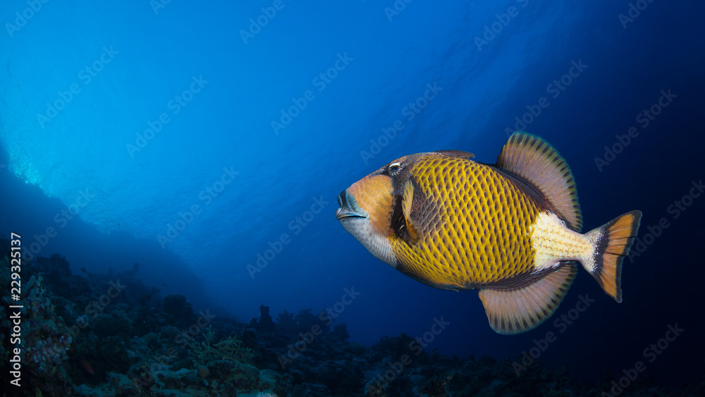 Fototapeta premium Titan triggerfish in a coral reef