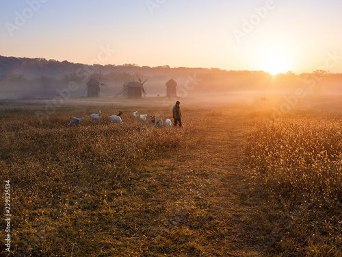 a shepherd leads a herd of goats to pasture. Early morning, golden sunlight. In the background is a field and mills. Morning in the Ukrainian village. Golden sunlight photo