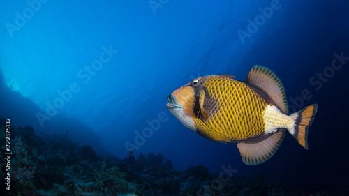Titan triggerfish in a coral reef