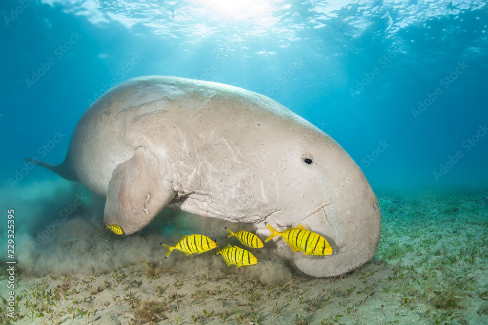 Dugong surrounded by yellow pilot fish Stock Photo