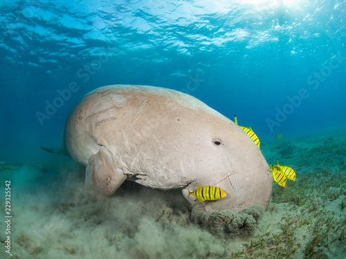 Dugong surrounded by yellow pilot fish