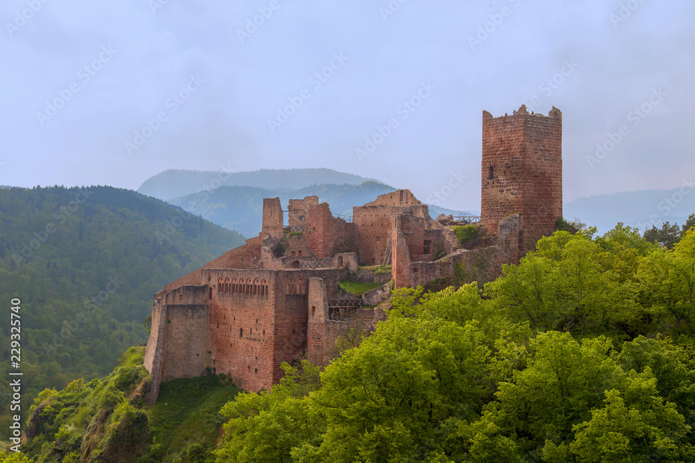 Ruins of the medieval castle Saint-Ulrich (built from the 11th to the 16th centuries) on the top of the hill at Ribeauville, Alsace, France