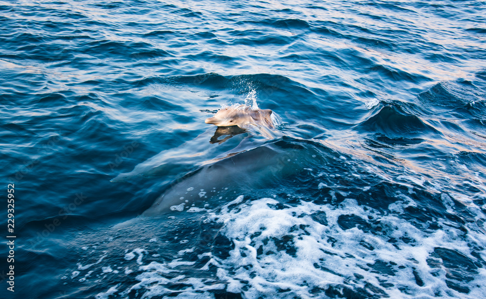 Baby dolphin rising above crystal clear water