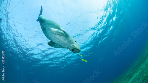 Dugong surrounded by yellow pilot fish