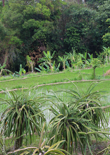 Small Dragon Fruit  Pitaya  plantation in front of a rice field in Indonesia  Southeast Asia