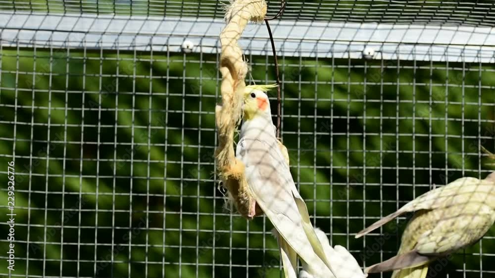 Cockatiel in birdcage Cockatiel in birdcage