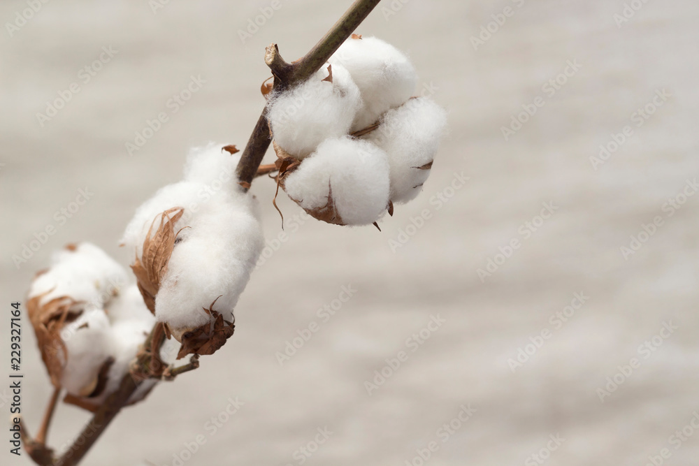 Dried white fluffy cotton flower on white background, close up, copy space, top view Dried white fluffy cotton flower on white background, close up, copy space, top view