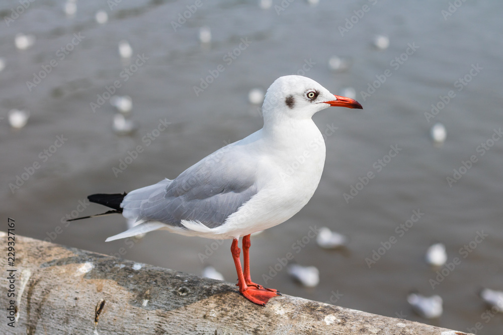 White seagull standing on the bridge in nature background. White seagull standing on the bridge in nature background.