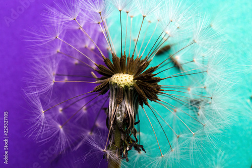 dandelion near to seeds on a purple-azure background  closeup image