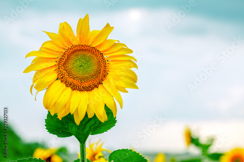 Fototapeta Naklejka Na Ścianę i Meble -  Sunflower seeds. Sunflower field, growing sunflower oil beautiful landscape of yellow flowers of sunflowers against the blue sky, copy space Agriculture