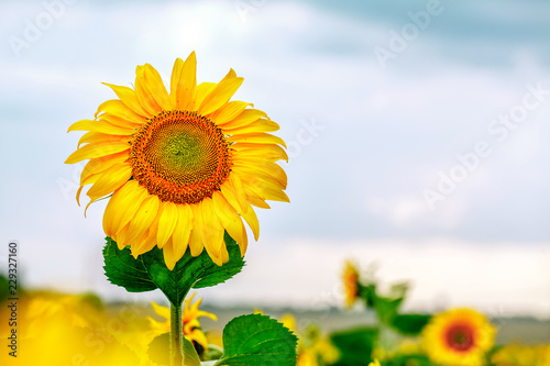 Fototapeta Naklejka Na Ścianę i Meble -  Sunflower natural background, Sunflower blooming, Sunflower oil improves skin health and promote cell regeneration