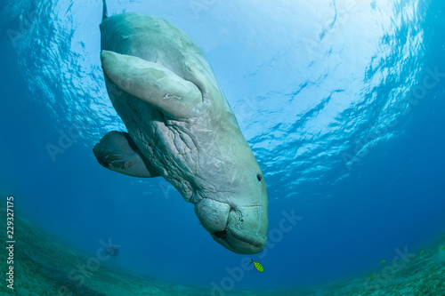 Dugong with yellow pilot fish