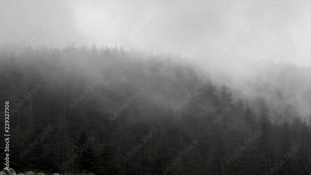 Heavy clouds dramatically passing through dense cedar trees forest Heavy clouds dramatically passing through dense cedar trees forest