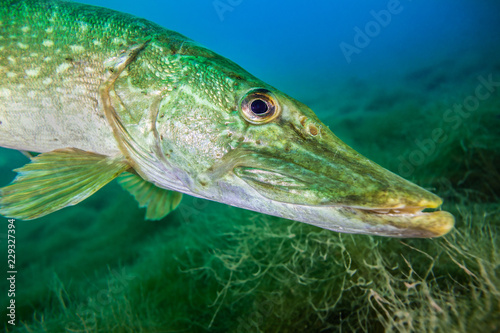 Northern pike, a common freshwater fish in Germany © b.neeser